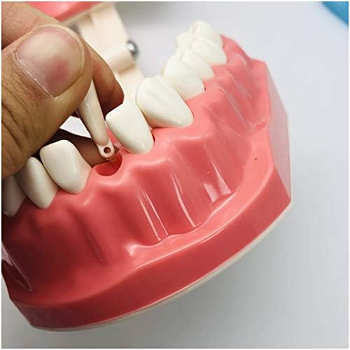 Kh66zky פי 2 שיניים גדולות יותר מודל שיניים סטנדרטיות למבוגרים דגם שיניים צחצוח חוט דנטלי תרגול שיניים
