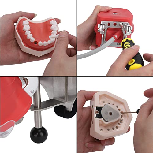 סימולטור שיניים ראש בובה להוראה, מודל ראש שיניים נשלף לשיניים לבתי ספר שיניים הפגנה מעשית