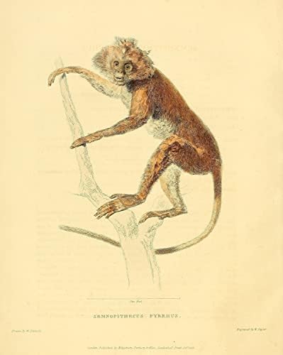 Lutung Leaf Monkey קוף קוף וינטג 'חיות בר כיתת טבע עיצוב משרד זואולוגיה איור עתיק פוסטר הדפס אמנות אמנות